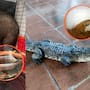 Profepa encontró tigres con daños en las garras, halcones amputados y cocodrilos en viviendas particulares durante rescates de 28 animales silvestres realizados en Aguascalientes y Durango