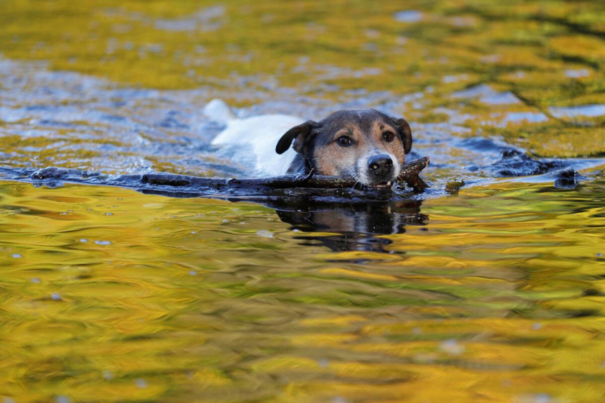Rescatan a un perro arrastrado por el agua de una represa