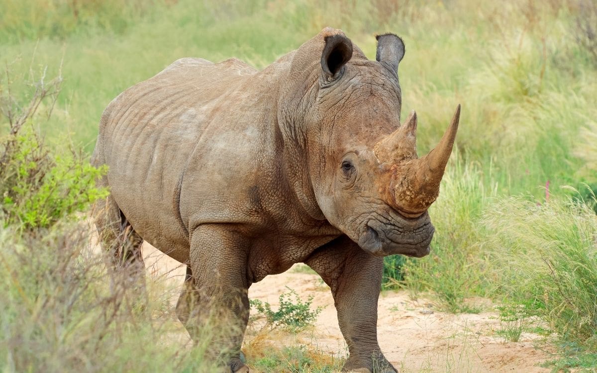 Rinoceronte en Sudáfrica. | Crédito: Canva