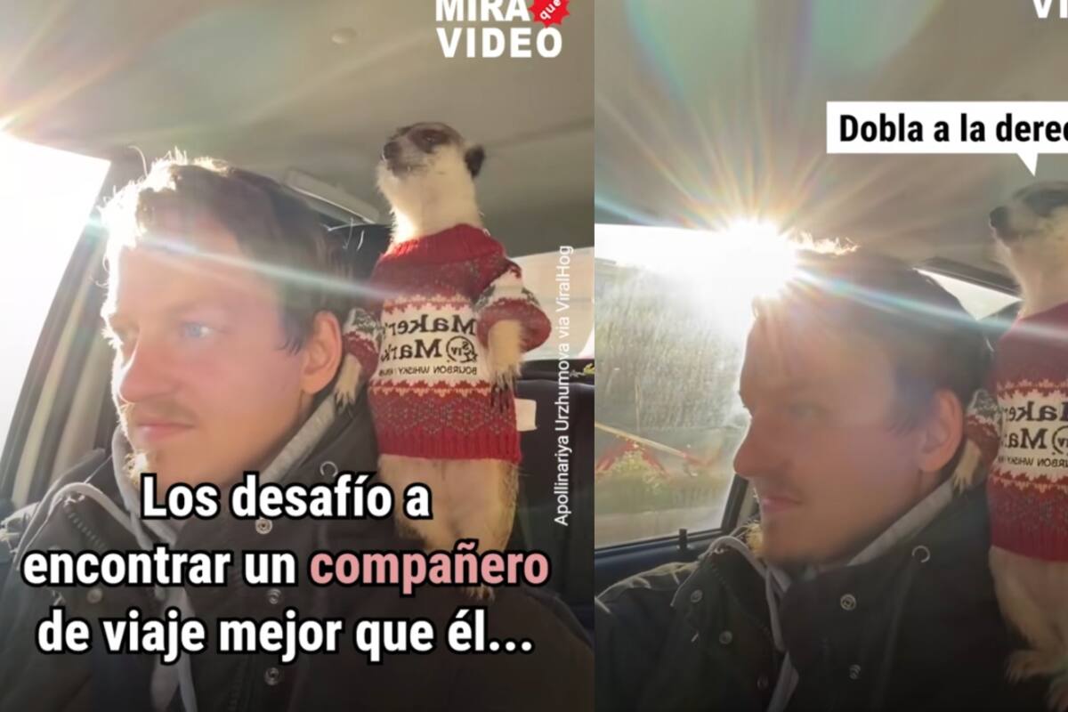 Hombre causa sensación por llevar a su suricata como copiloto