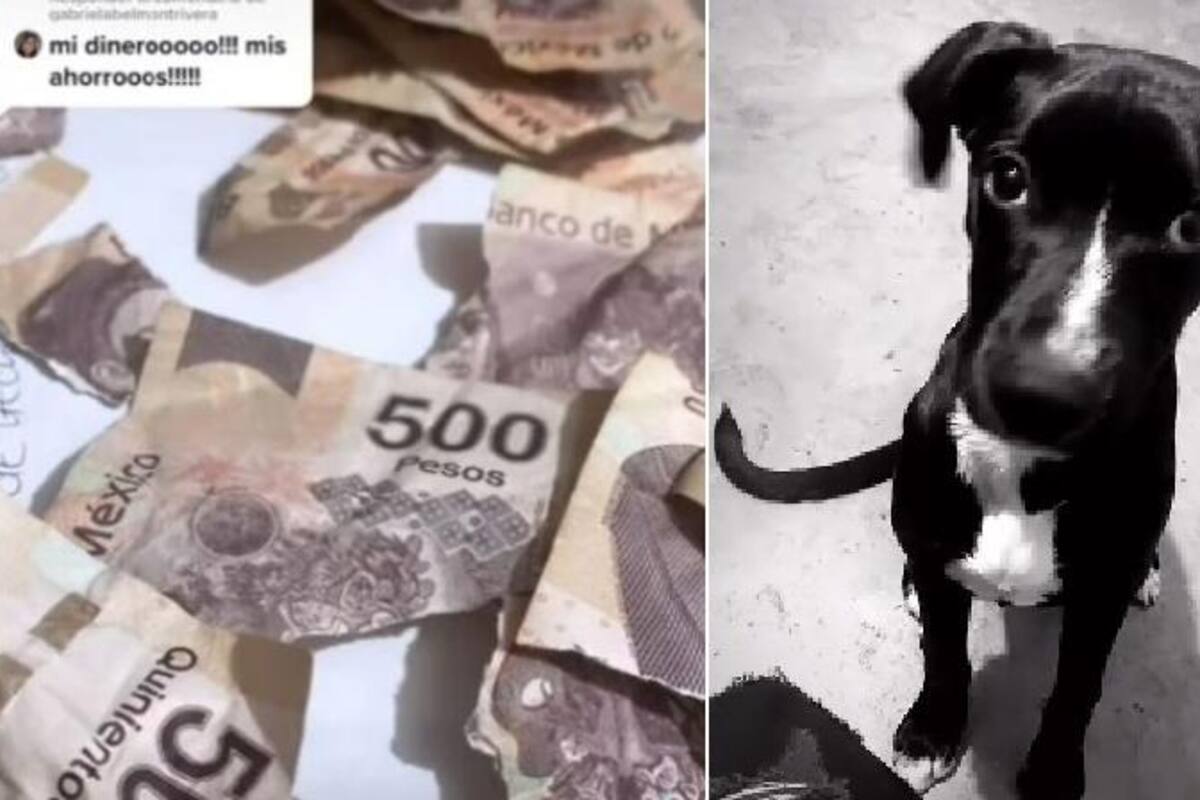 Perrito se come aguinaldo de su dueña y dejaría la Navidad sin regalos