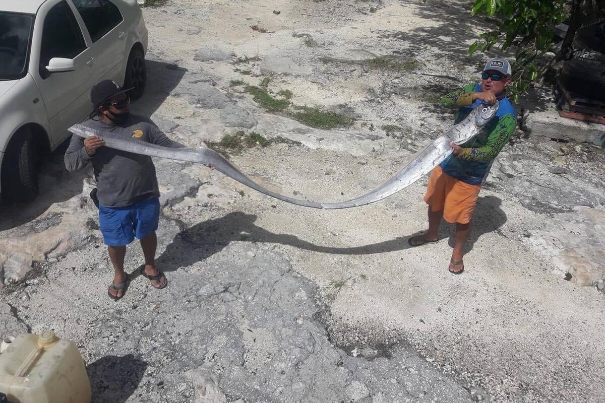 Sismo en México: A días de aparecer el pez remo en Cozumel, ocurre fuerte temblor en México