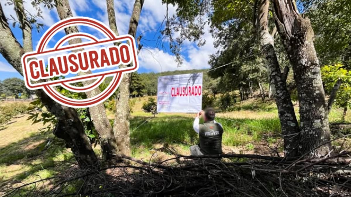 Clausuran huerta ilegal de aguacate en zona protegida de Michoacán: devastaron bosque de coníferas en área clave para la mariposa Monarca