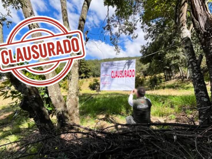 Clausuran huerta ilegal de aguacate en zona protegida de Michoacán: devastaron bosque de coníferas en área clave para la mariposa Monarca