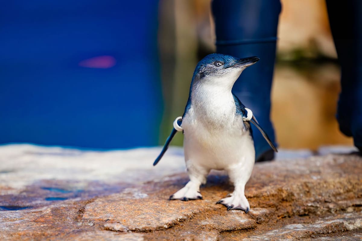 Birch Aquarium de La Jolla cría polluelos de pingüinos azules