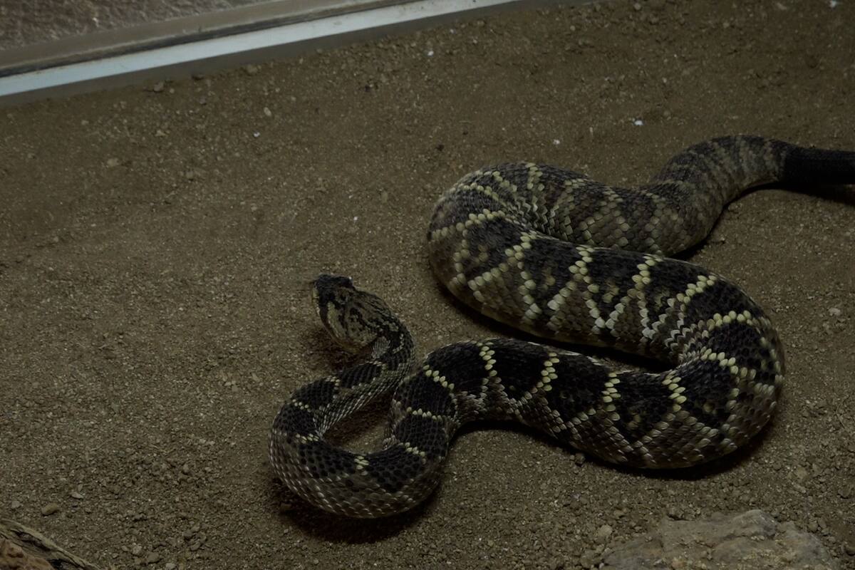 ¿Miedo a las serpientes? Esto es lo que debes saber de la temporada 2025 y los estados con más ataques