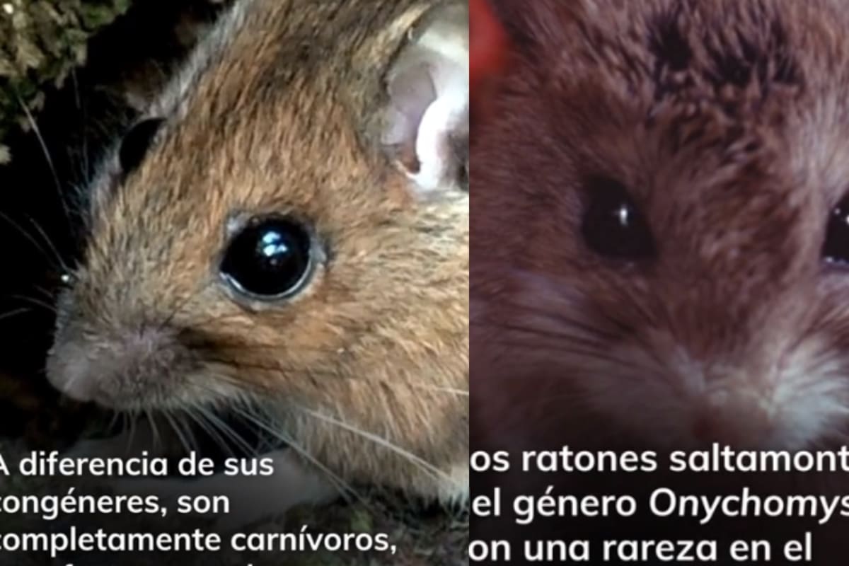 Ratones saltamontes: conoce al roedor que aúlla como lobo