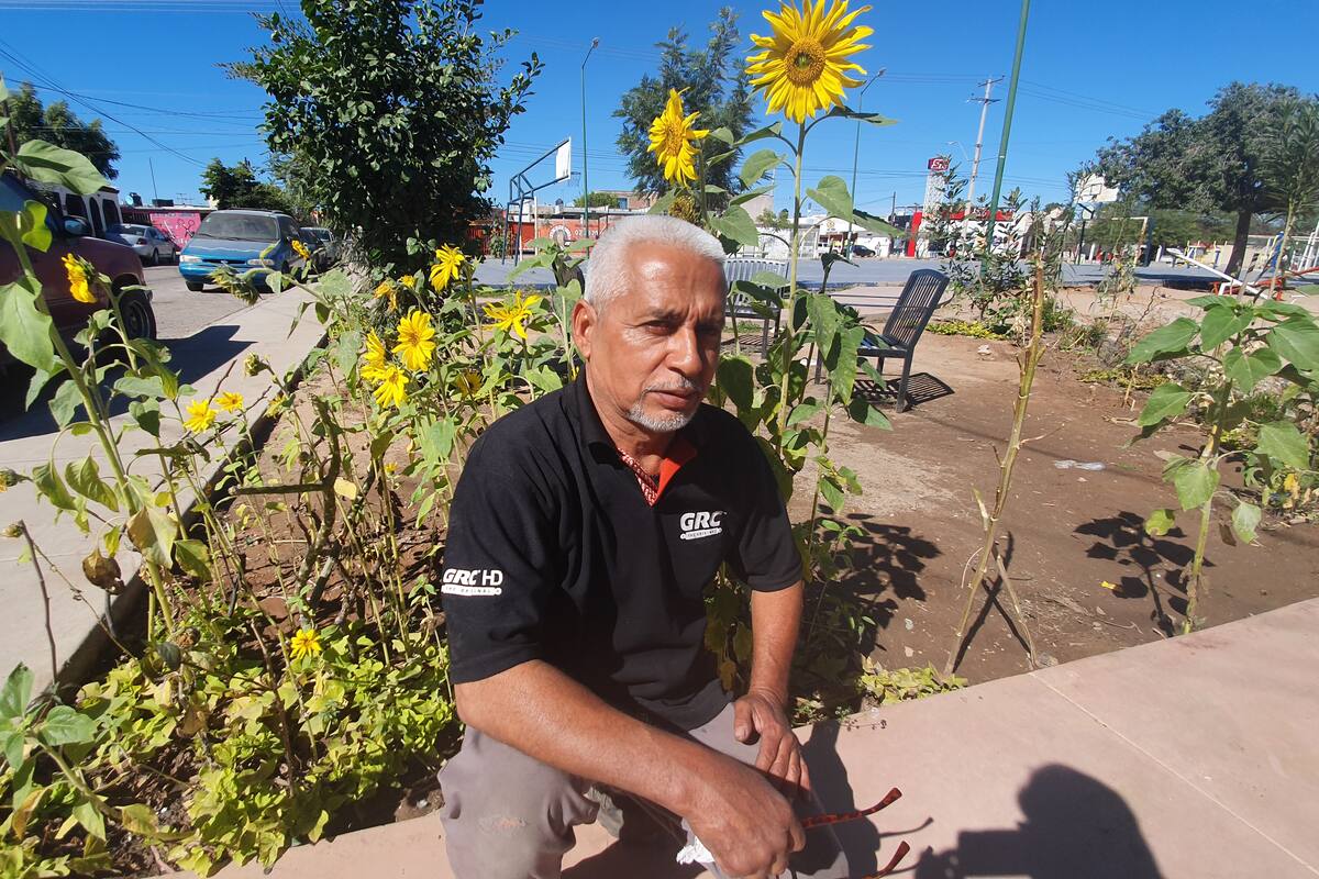 Crea su jardín de girasoles