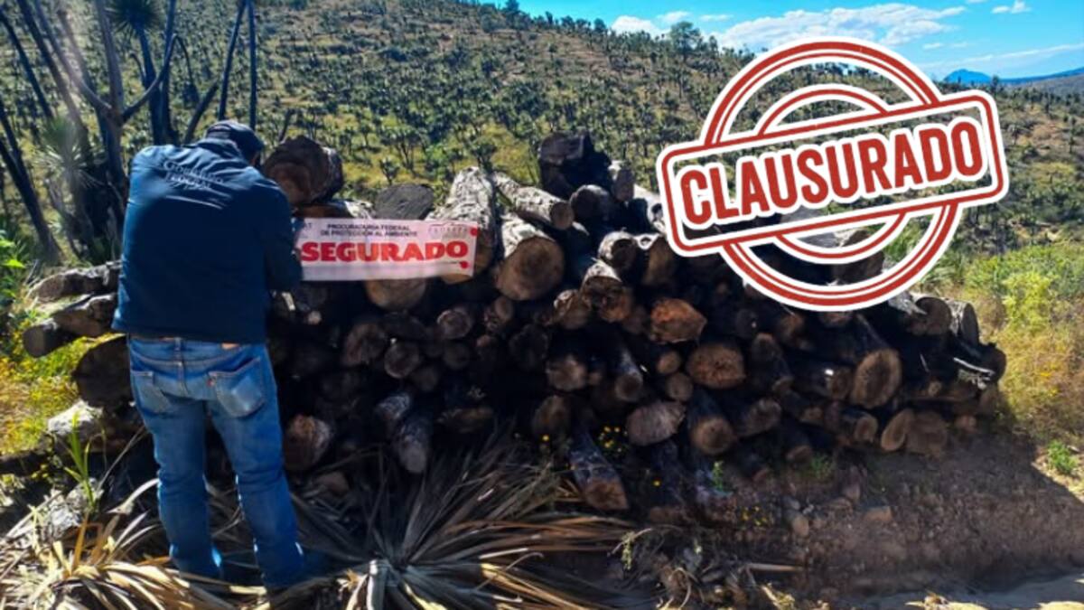 Profepa decomisa más de 4 toneladas de palma y clausura predio en Tlaxcala por explotación ilegal de recursos forestales