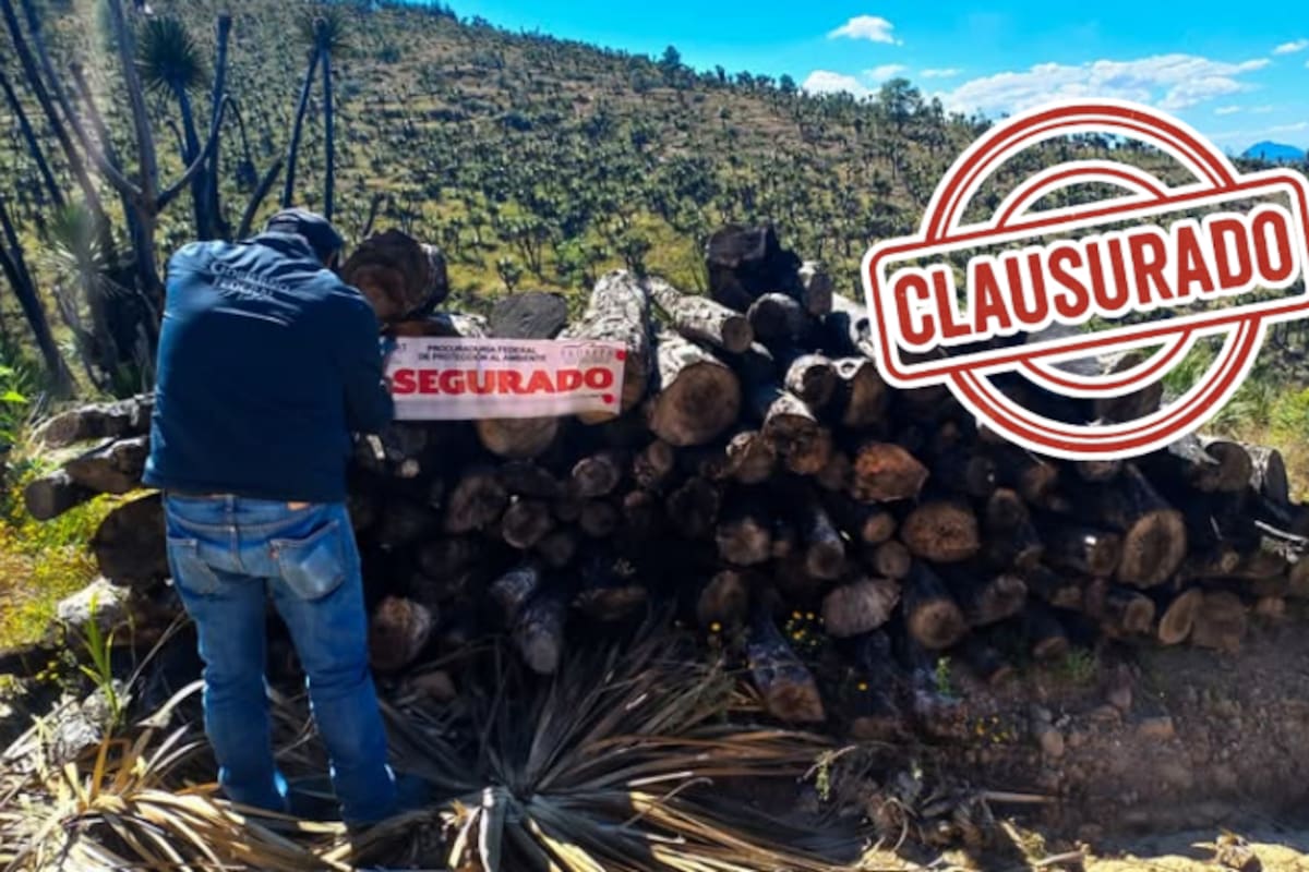Profepa decomisa más de 4 toneladas de palma y clausura predio en Tlaxcala por explotación ilegal de recursos forestales