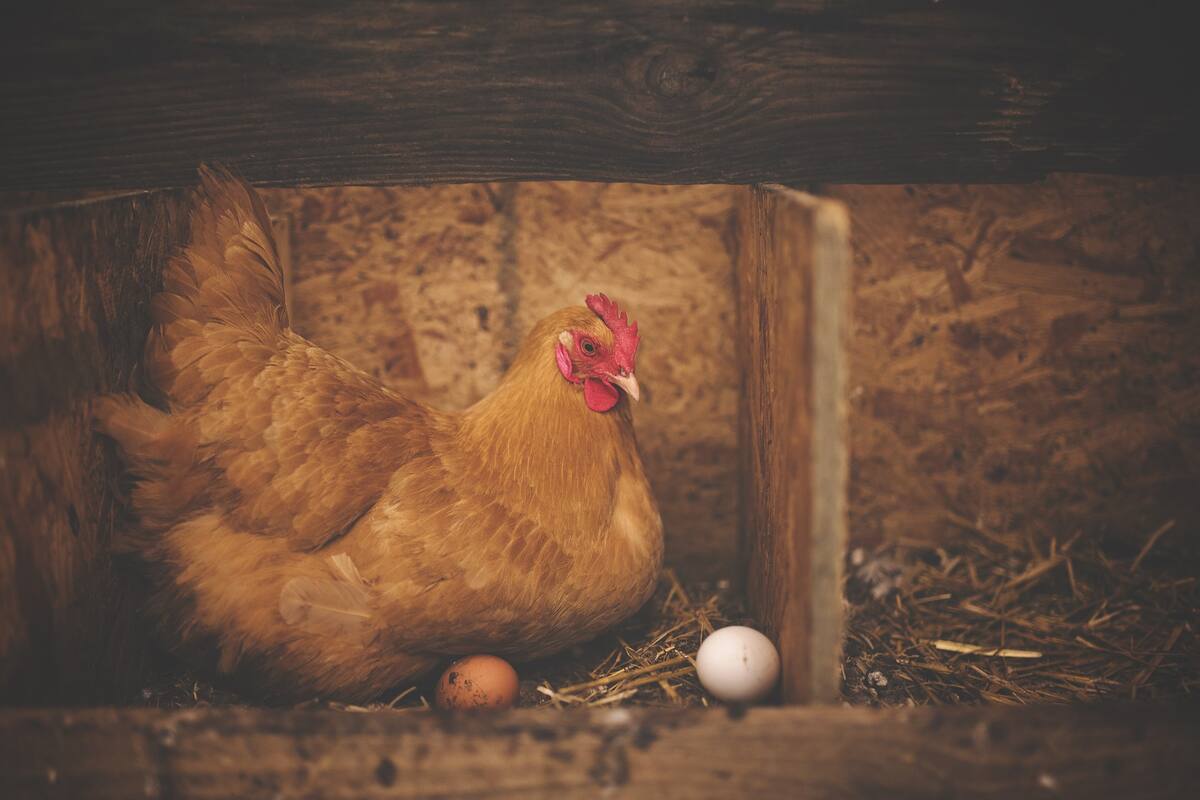 Mortal gripe aviar hace que los precios de los huevos se disparen y hace matar millones de gallinas ponedoras