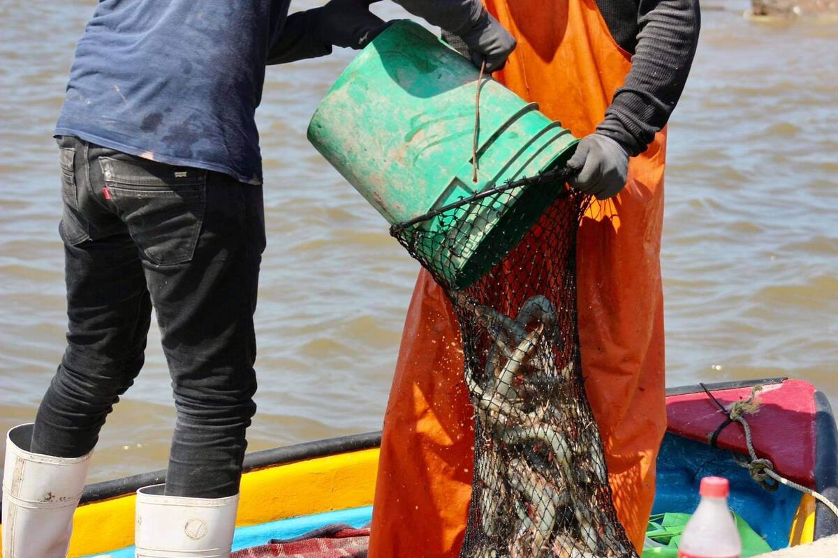 Pescadores se muestran desanimados ante próxima temporada de captura del “oro rosado”