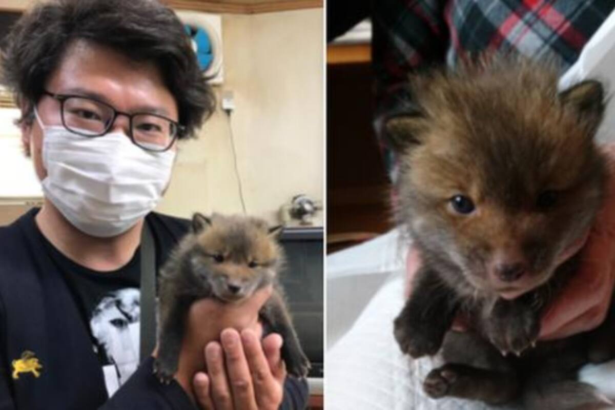 Rescata un cachorro de la calle, resultó ser un zorro