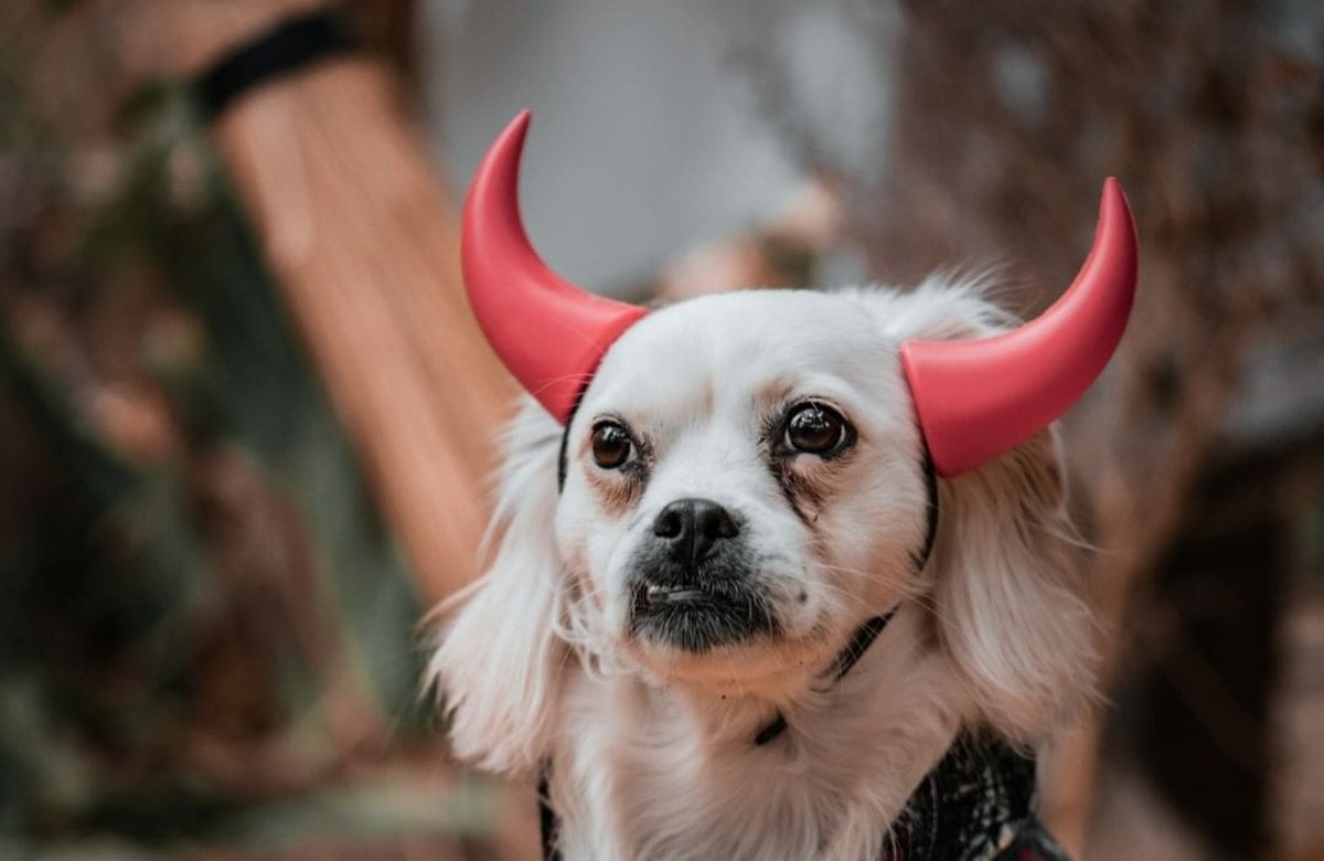 Crédito: Unsplash