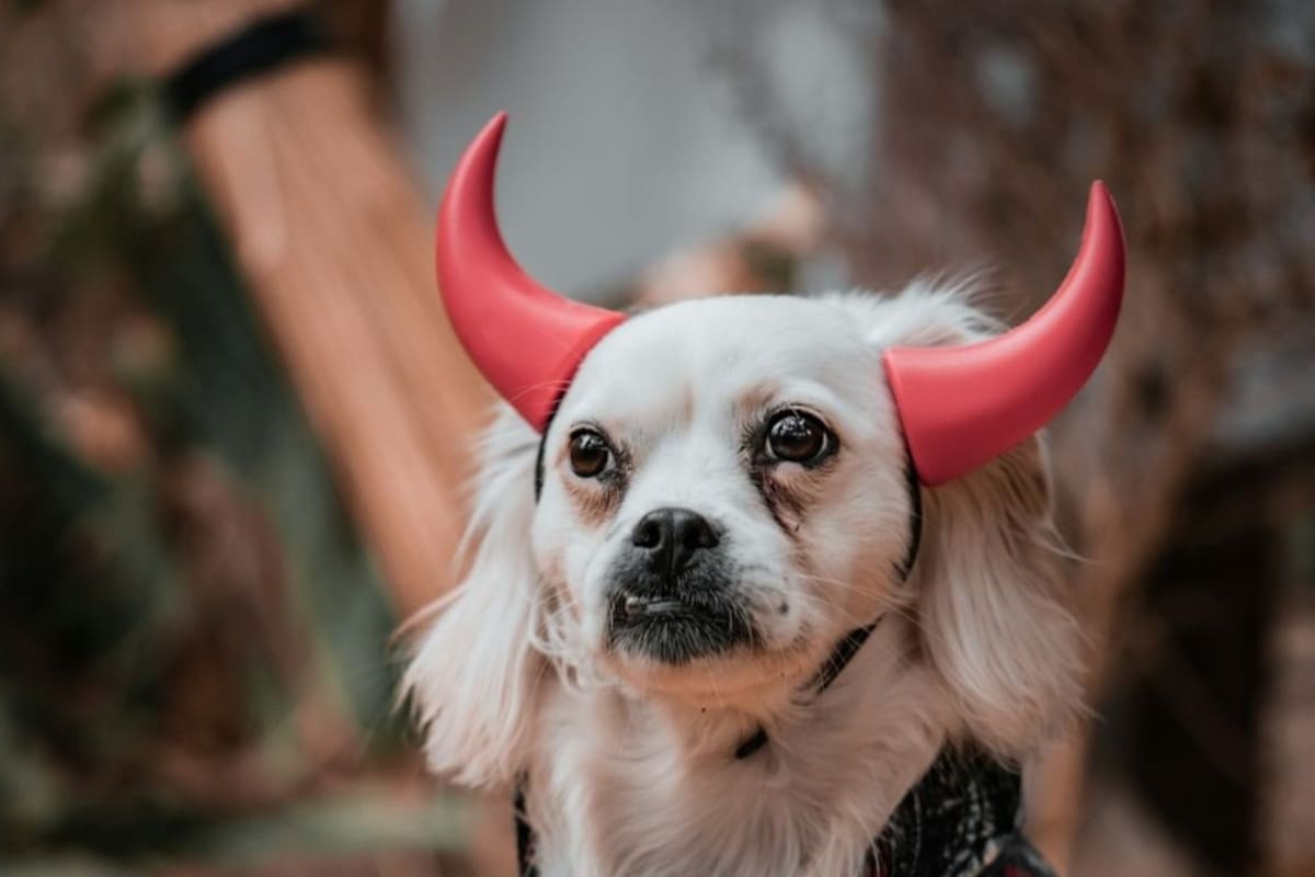 ¡Terror perruno! Las 15 mejores ideas de disfraces para tu perrito en Halloween