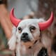 15 ideas de disfraces de Halloween para perros