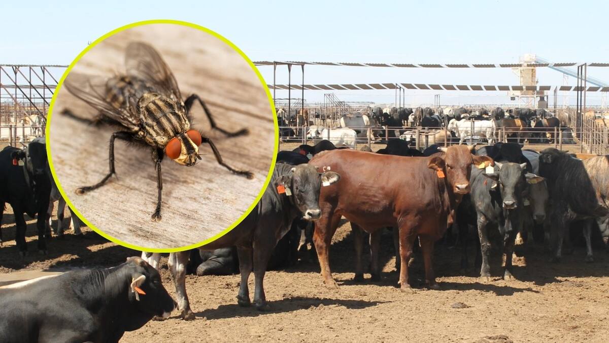 Mosca común y la mosca del gusano barrenador no son lo mismo: estas son las diferencias clave para identificar el riesgo en animales y viviendas
