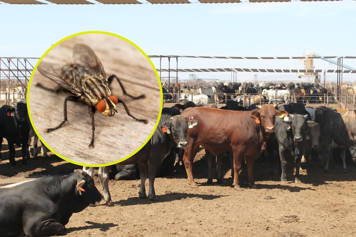Ganaderos piden liberar moscas estériles para frenar plaga del gusano barrenador y salvar la carne en México