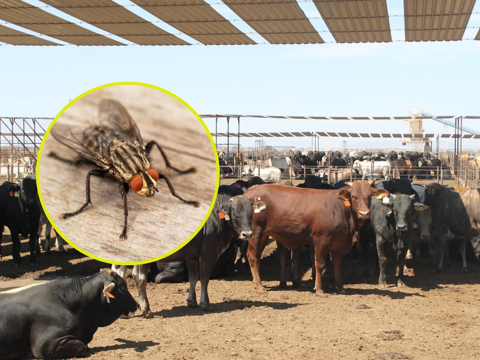 La AMEG asegura que la liberación de moscas estériles es la única medida sostenible contra el gusano barrenador y advierte que la sobre regulación amenaza la cadena de suministro de carne en México. | Crédito: Banco digital GH/Canva