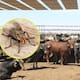 Ganaderos piden liberar moscas estériles para frenar plaga del gusano barrenador y salvar la carne en México