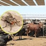 Mosca común y la mosca del gusano barrenador no son lo mismo: estas son las diferencias clave para identificar el riesgo en animales y viviendas