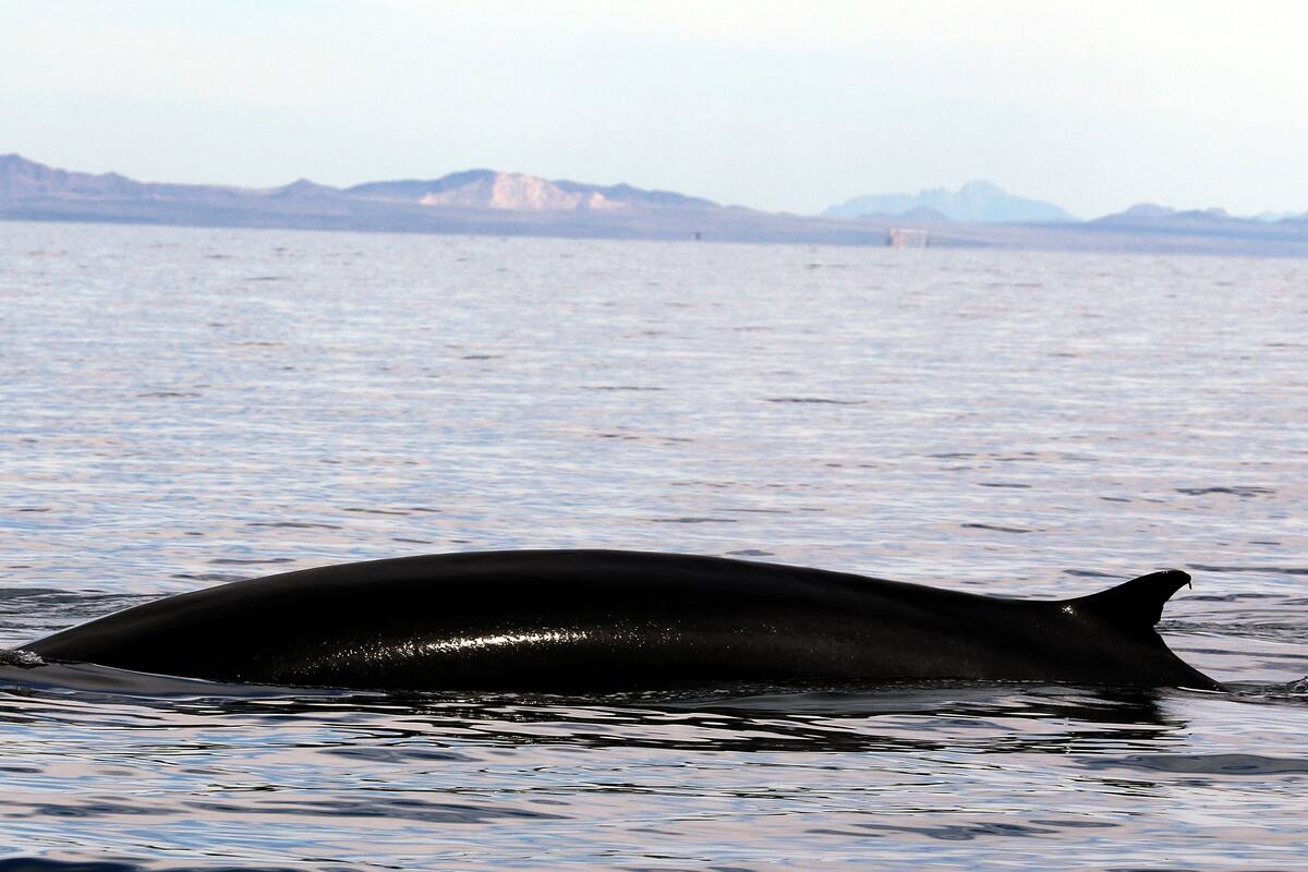 Buscan convertir a Puerto Peñasco en santuario de ballenas