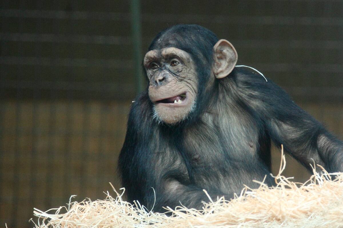 Atrapan 3 chimpancés que escaparon de zoológico en Suecia, otros cuatro terminan abatidos