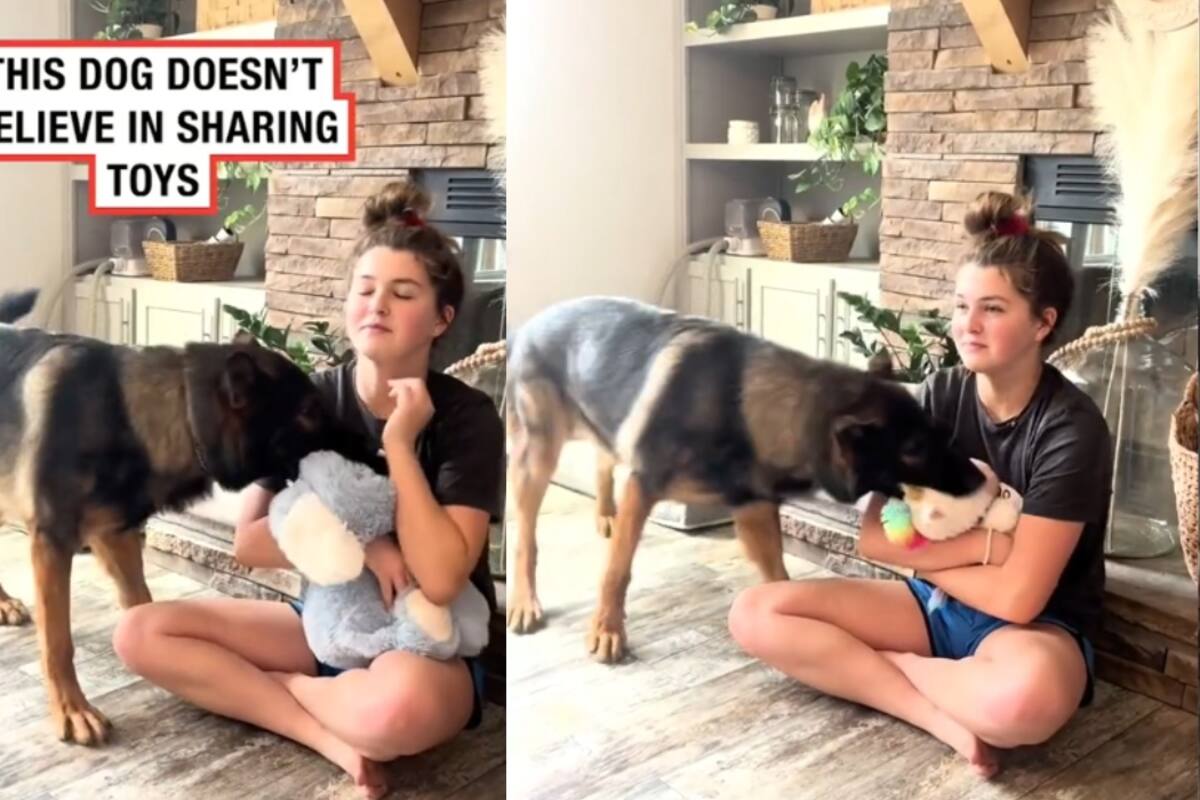 "No cree en compartir los juguetes": Un joven muestra cómo su perro le quita de la mano sus juguetes, ya que son solo de él