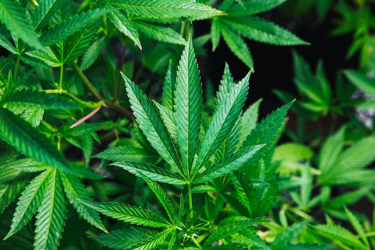 La nueva evidencia sugiere que el riesgo de cánceres de cabeza y cuello podría ser mayor para quienes tienen trastorno por uso de cannabis (Ilustrativa/especial).