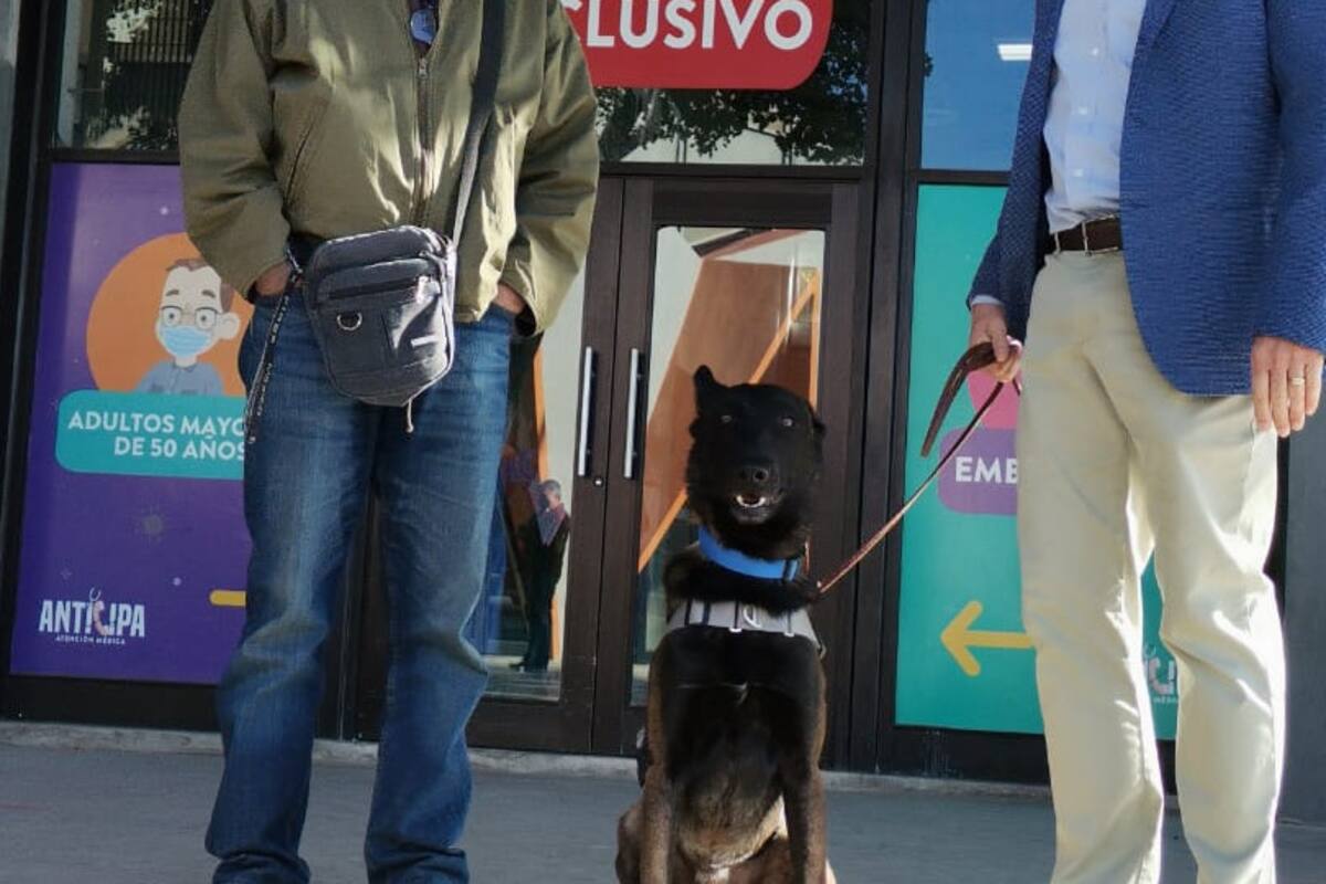 Perritos detectores de Covid-19 inician su labor en Sonora