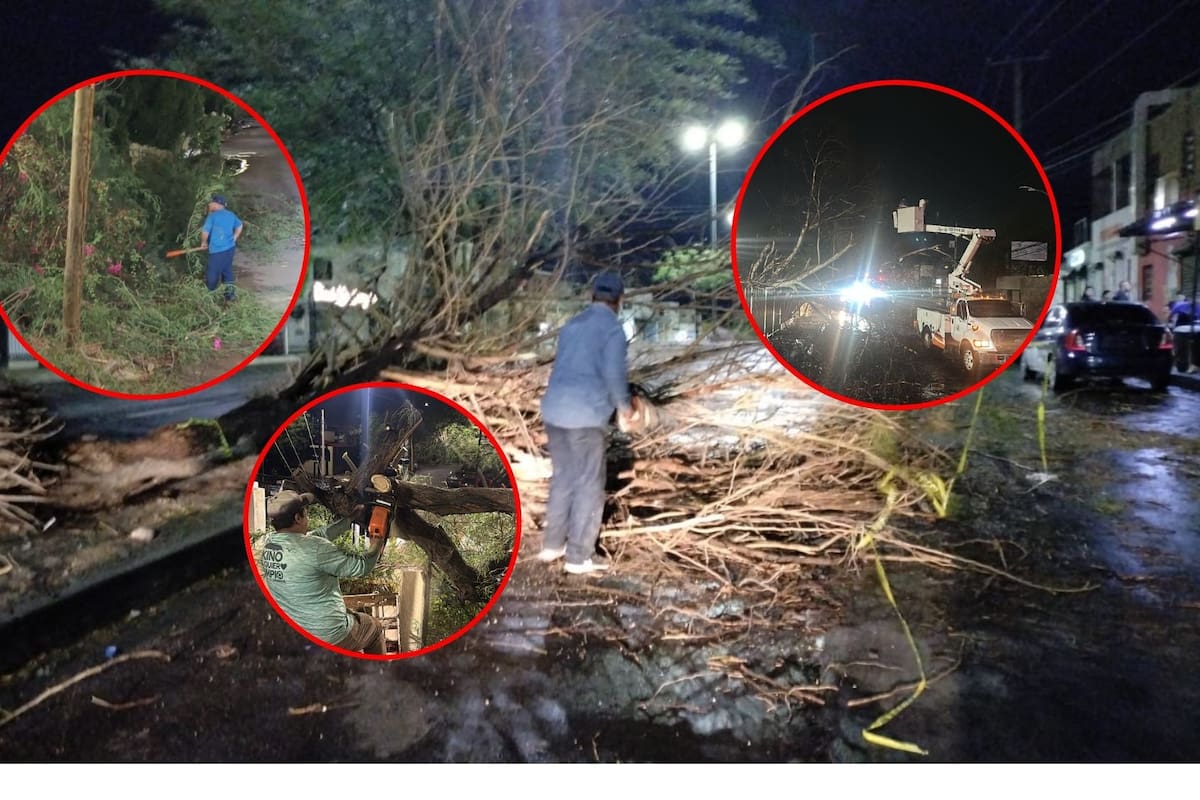 Con vientos de hasta 70 km/h, la tormenta del domingo causó estragos en Hermosillo; árboles caídos, cortos circuitos y un espectacular desplomado