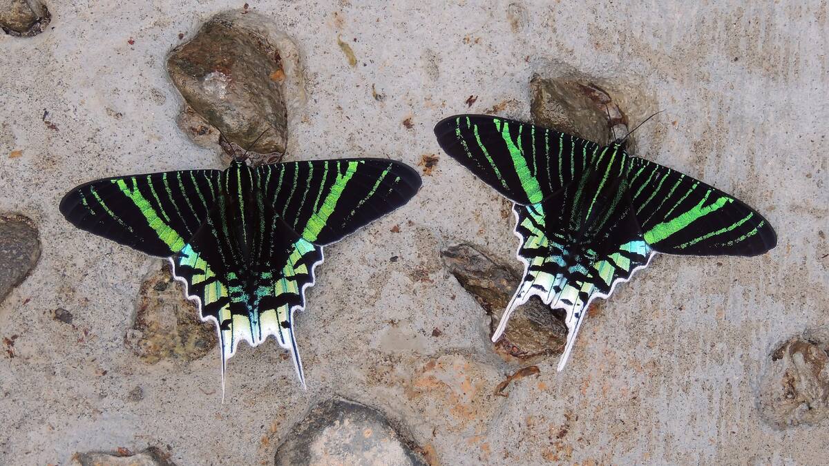 Mariposas amazónicas