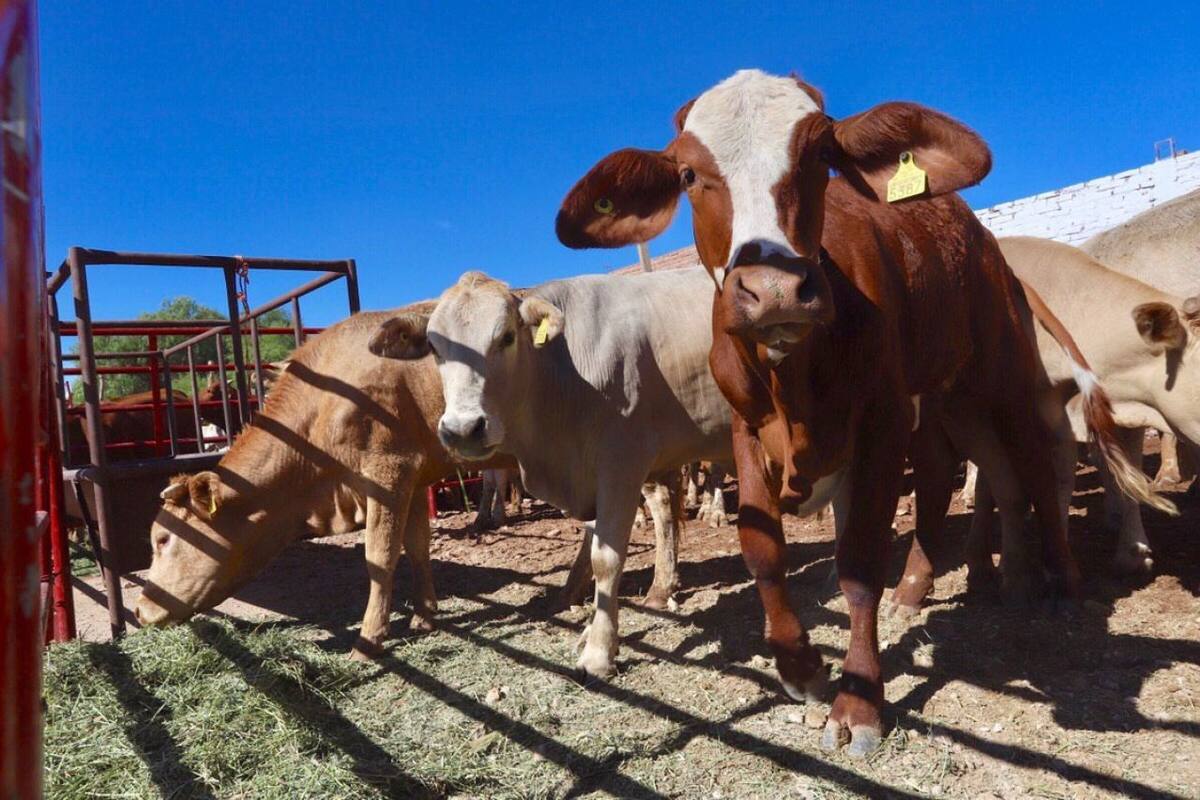 Denuncian atraso en procesos de certificación sanitaria en el sector pecuario