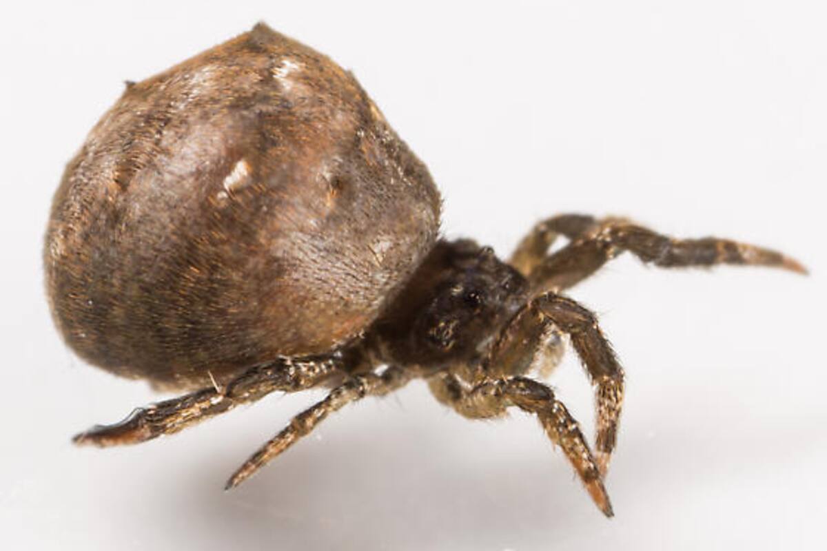 Hyptiotes cavatus, la araña que se catapulta hacia su presa