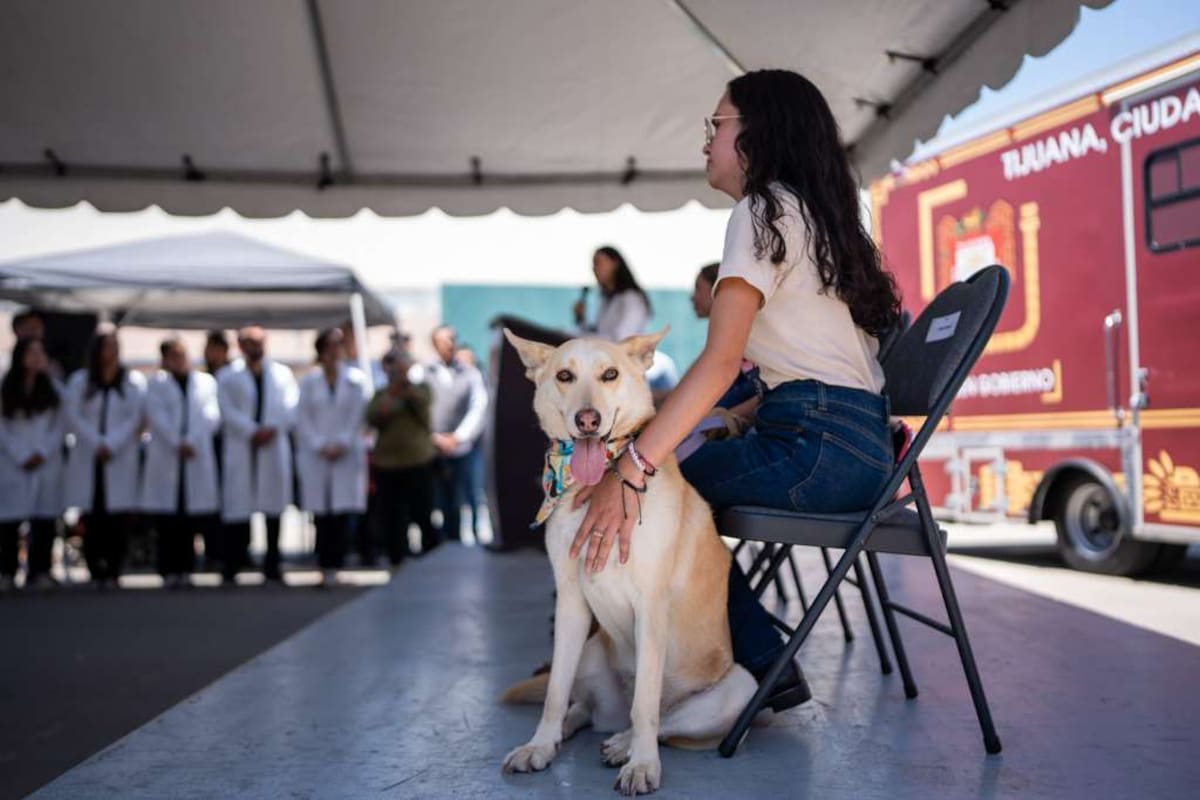 Las jornadas gratuitas permitirán realizar hasta 40 esterilizaciones por día y posteriormente se extenderán a otras delegaciones de Tijuana. Foto: Border Zoom