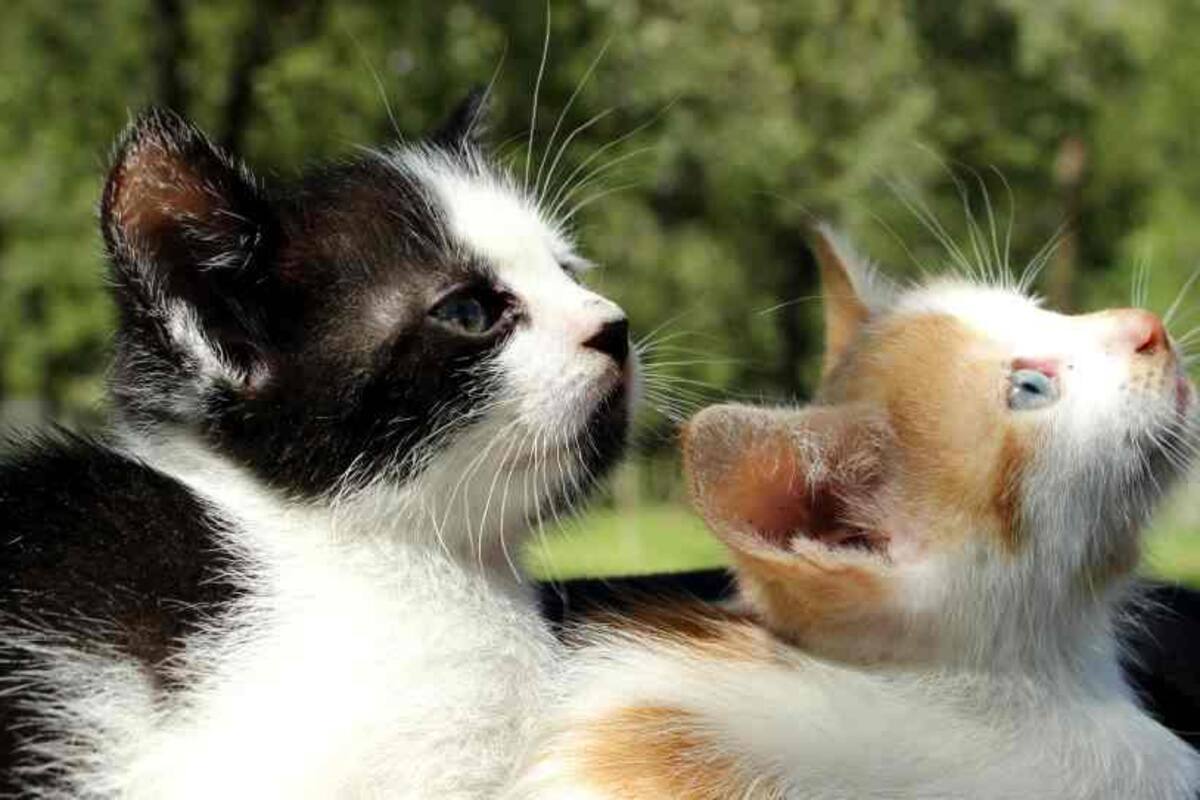 Dos gatos, primeras mascotas que dan positivo en USA por coronavirus