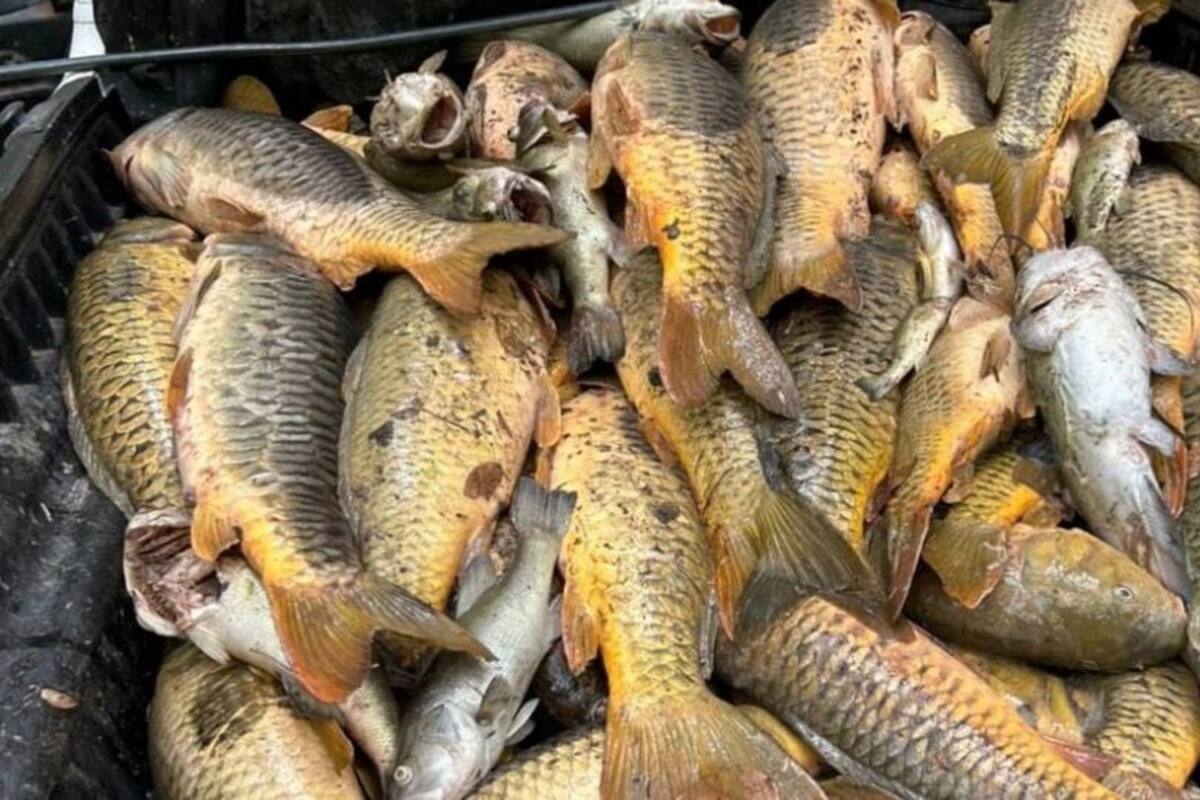 Mortandad de casi 2 toneladas de peces en Río Yaqui no fue por contaminación: UMPC