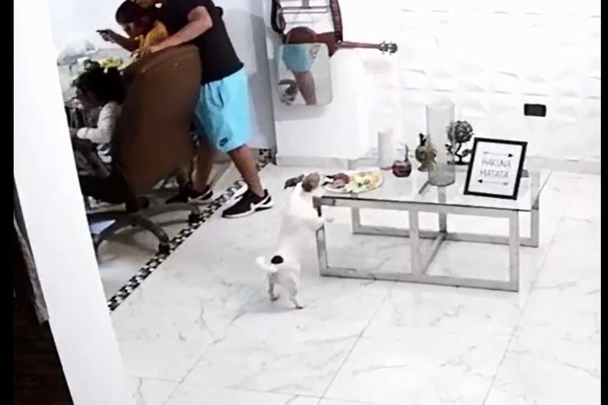 TIKTOK VIDEO: Perrito se "roba" la comida de su dueño