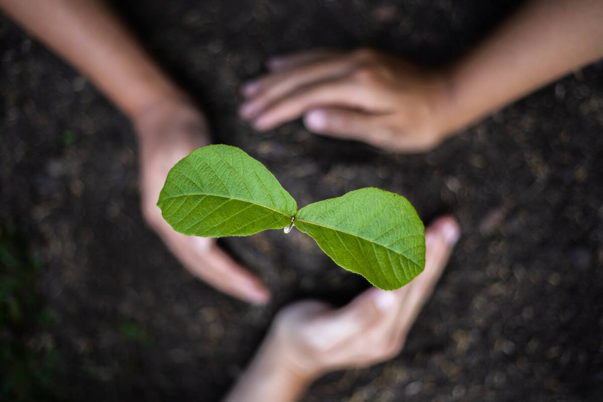 Estos son los árboles que nunca hay que plantar en el jardín de tu casa porque levantan el piso