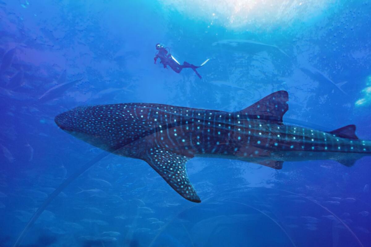 Acuario en China sorprende con tiburón robot y causa polémica