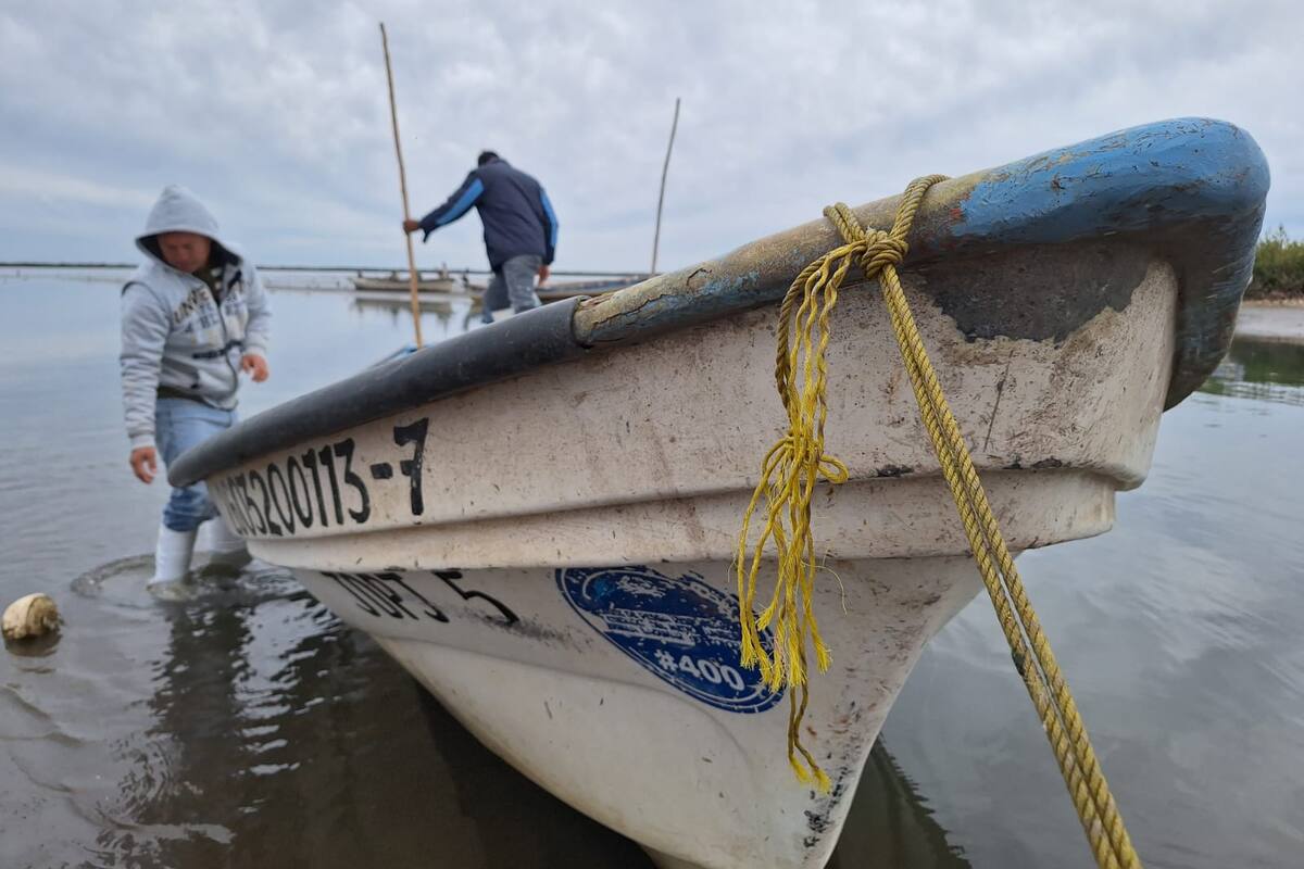 Sonora: A “puro pulmón” extraen pescadores de Yavaros el callo de hacha