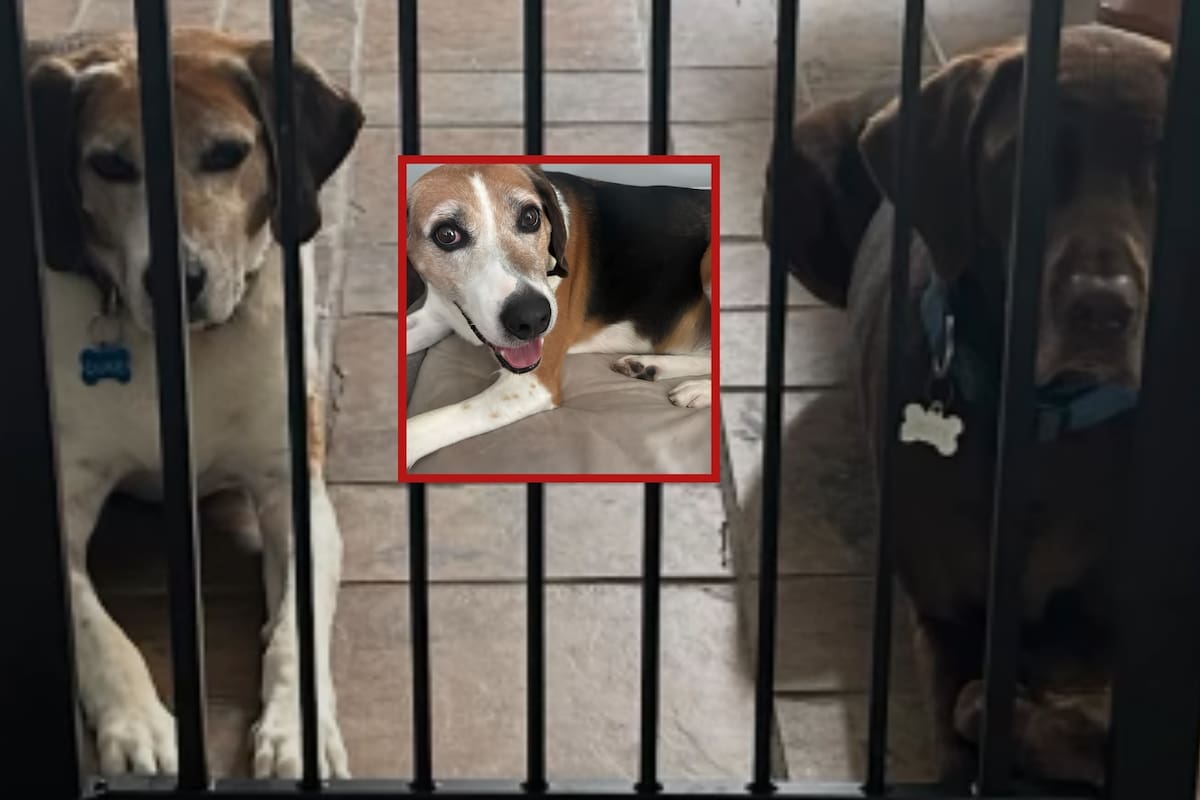 Duke, el perro que pasó casi cinco años en un refugio y finalmente encontró una familia y ya tiene un nuevo amigo