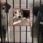 Duke, el perro que pasó casi cinco años en un refugio y finalmente encontró una familia y ya tiene un nuevo amigo