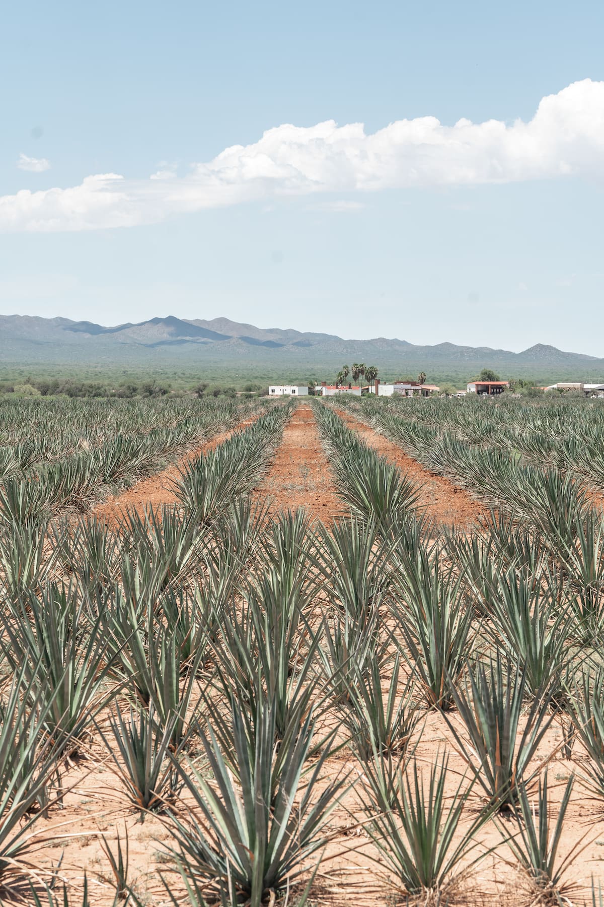Bacanora, embajador de Sonora en el mundo