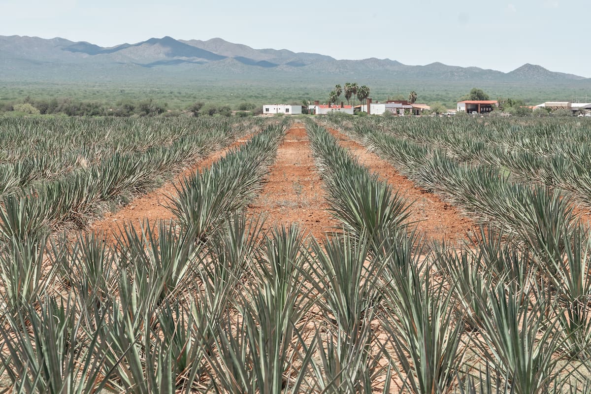 Bacanora, embajador de Sonora en el mundo