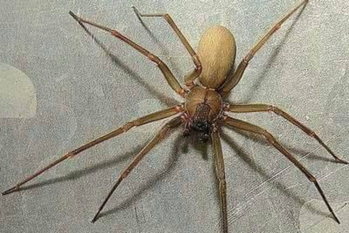 No existe animal que en cinco segundos te mate: Experto