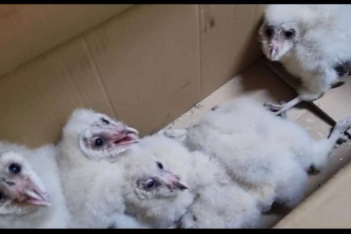Bomberos rescatan seis crías de lechuzas de una fábrica en Rosarito