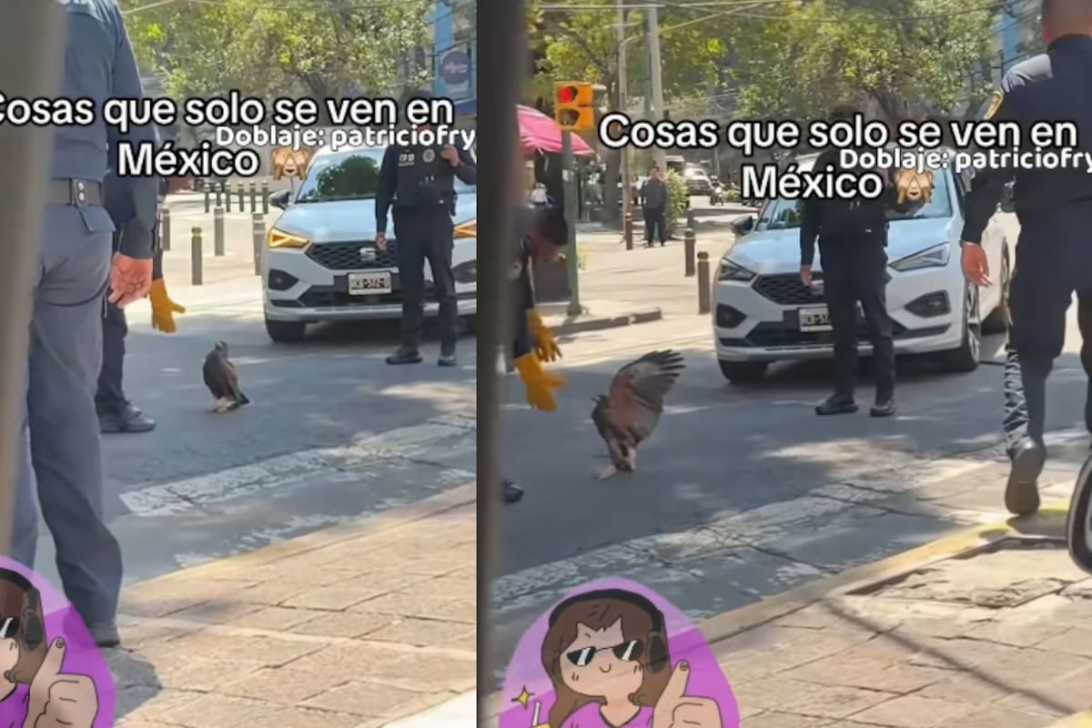 “Esto solo pasa en México”: joven capta a un policía intentando atrapar a un águila en plena vía automovilística