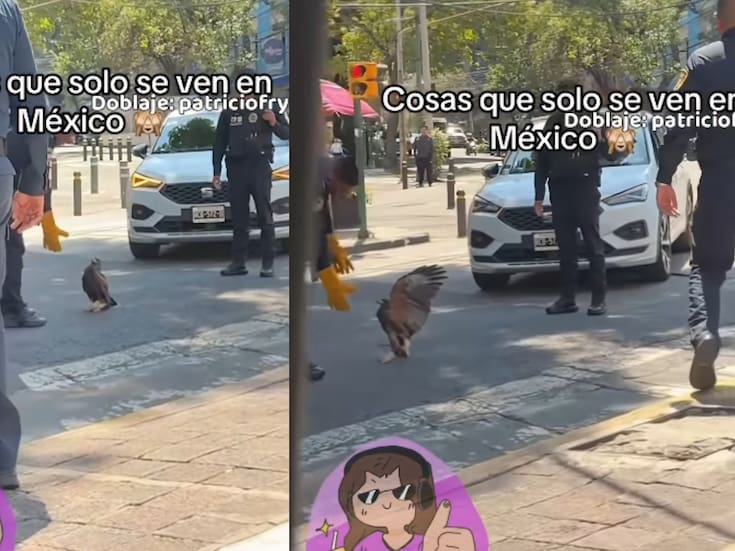 “Esto solo pasa en México”: joven capta a un policía intentando atrapar a un águila en plena vía automovilística