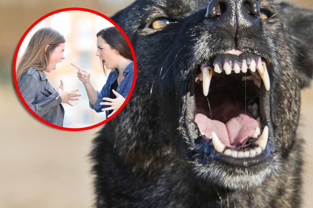 Mujer muerde a la propietaria de un solar tras invadirlo, y al entrar el hijo a separarlas es mordido por tres perros